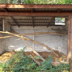 Zoo Lesne Zacisze (Lisow) - Pheasantry - Reeve's Pheasant (Syrmaticus reevesii)) aviary