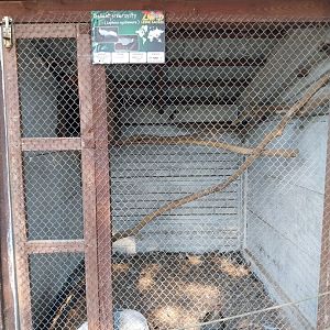 Zoo Lesne Zacisze (Lisow) - Pheasantry - Silver Pheasant (Lophura nycthemera) aviary