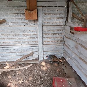 Zoo Lesne Zacisze (Lisow) - Pheasantry - Cheer Pheasant (Catreus wallichii) aviary