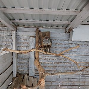 Zoo Lesne Zacisze (Lisow) - Pheasantry - Cheer Pheasant (Catreus wallichii) aviary