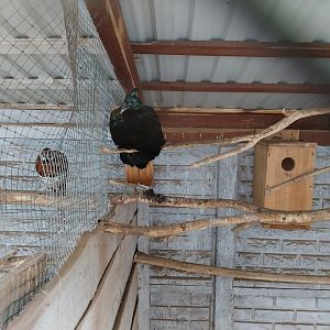 Zoo Lesne Zacisze (Lisow) - Pheasantry - Himalayan Monal (Lophophorus impejanus) aviary