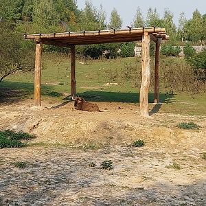 Zoo Lesne Zacisze (Lisow) - White-tailed WIldebeest (Connochaetes gnou)