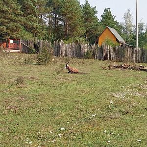 Zoo Lesne Zacisze (Lisow) - Pheasantry - Blesbok (Damaliscus pygargus phillipsi)