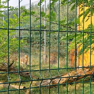 Zoo Lesne Zacisze (Lisow) - Serval (Leptailurus serval)