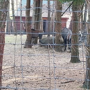 Zoo Lesne Zacisze (Lisow) - Nilgai (Boselaphus tragocamelus)