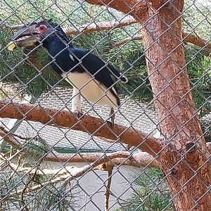 Zoo Lesne Zacisze (Lisow) - Trumepter Hornbill (Bycanistes bucinator)