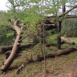 Zoo Lesne Zacisze (Lisow) - South American Coati enclosure