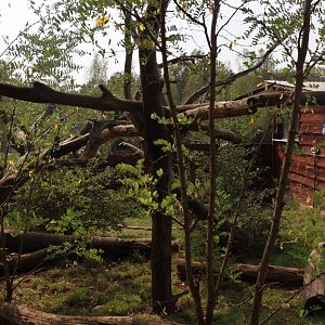 Zoo Lesne Zacisze (Lisow) - South American Coati enclosure