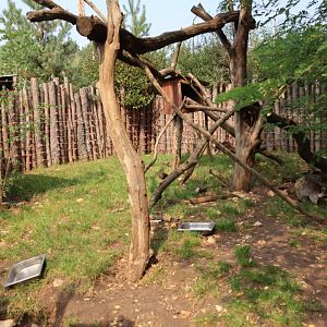 Zoo Lesne Zacisze (Lisow) - Northern Raccoon (Procyon lotor) enclosure