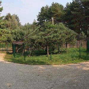 Zoo Lesne Zacisze (Lisow) - Lady Amherst's pheasant (Chrysolophus amherstiae) aviary