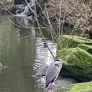 Wild heron