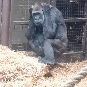 Gorilla