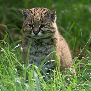 Kodkod or Güiña (Leopardus guigna)