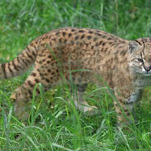 Kodkod or Güiña (Leopardus guigna)