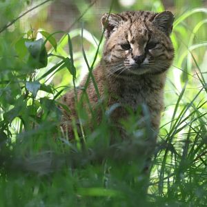Kodkod or Güiña (Leopardus guigna)