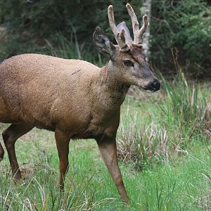 Southern Huemul or South Andean Deer (Hippocamelus bisulcus)