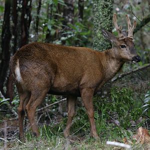 Southern Huemul or South Andean Deer (Hippocamelus bisulcus)