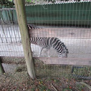 BioParque Zoo Pomerode - Burchell's zebra