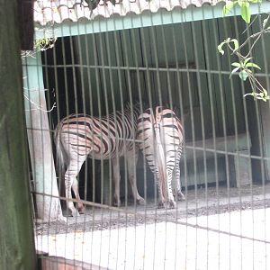 BioParque Zoo Pomerode - Burchell's zebras