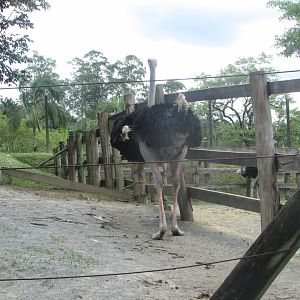 BioParque Zoo Pomerode - Male ostrich