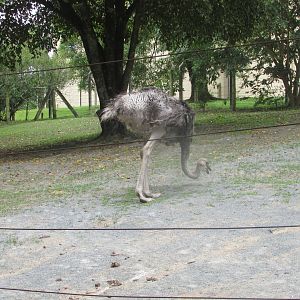 BioParque Zoo Pomerode - Female ostrich
