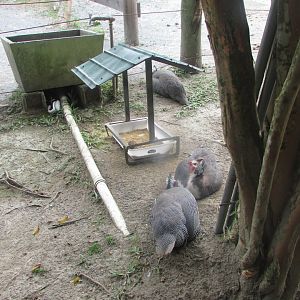 BioParque Zoo Pomerode - Guineafowl