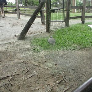 BioParque Zoo Pomerode - One more guineafowl and glimpse of giraffe pen