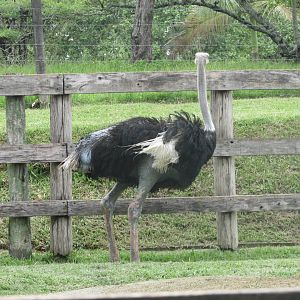 BioParque Zoo Pomerode - Male ostrich