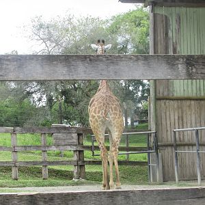 BioParque Zoo Pomerode - Southern giraffe