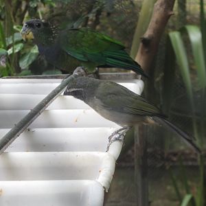 BioParque Zoo Pomerode - Green-winged saltator