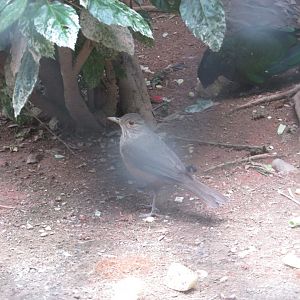 BioParque Zoo Pomerode - Rufous-bellied thrush