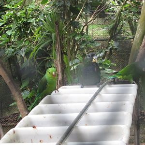 BioParque Zoo Pomerode - Plain parakeet and scaly-headed parrot