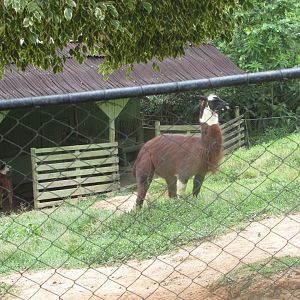 BioParque Zoo Pomerode - Llama