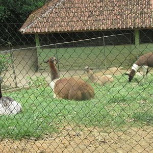 BioParque Zoo Pomerode - Greater rheas and llama