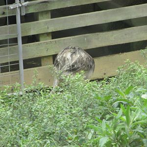 BioParque Zoo Pomerode - Greater rhea