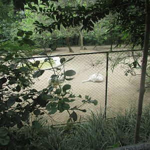 BioParque Zoo Pomerode - Giant anteater and white greater rhea exhibit