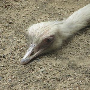 BioParque Zoo Pomerode - White greater rhea close-up