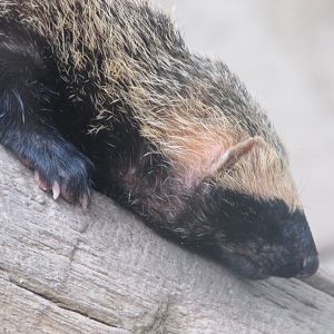 BioParque Zoo Pomerode - Lesser grison close-up