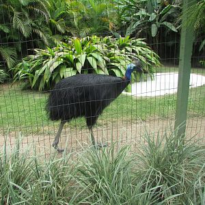 BioParque Zoo Pomerode - Southern cassowary