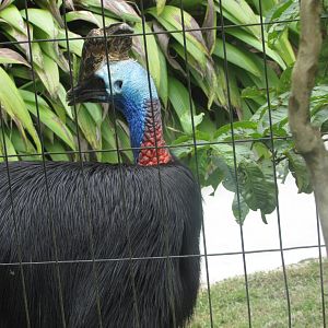 BioParque Zoo Pomerode - Southern cassowary close-up