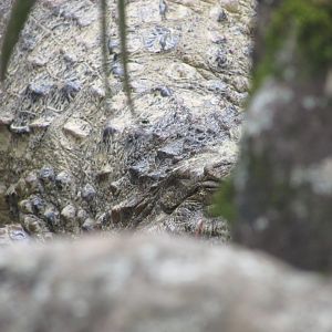 BioParque Zoo Pomerode - Broad-snouted caiman close-up