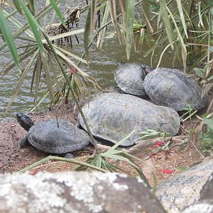 BioParque Zoo Pomerode - Red-eared sliders and unidentified turtle