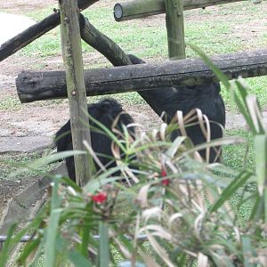 BioParque Zoo Pomerode - Chimpanzees