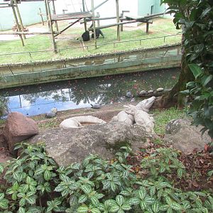 BioParque Zoo Pomerode - Chimpanzees and yacare caimans