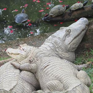 BioParque Zoo Pomerode - Yacare caimans and yellow-eared sliders