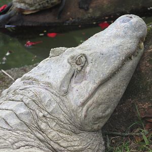BioParque Zoo Pomerode - Yacare caiman close-up