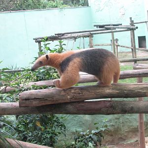 BioParque Zoo Pomerode - Southern lesser anteater (plus background chimpanzee exhibit)