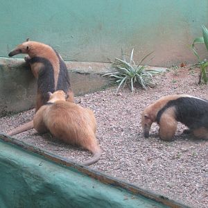 BioParque Zoo Pomerode - More Southern lesser anteaters