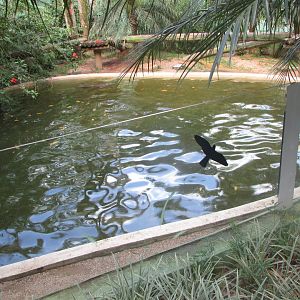 BioParque Zoo Pomerode - Otter exhibit (and otter)