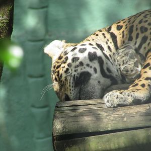 BioParque Zoo Pomerode - Jaguar close-up